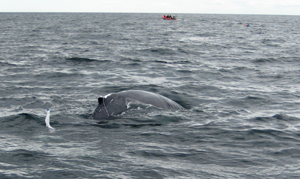 Humpback whale dragging fishing gear, Hook Head, Wexford 21/06/09 � Chris Maguire